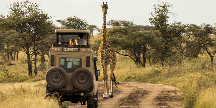 wie viel kostet eine safari tour in afrika
