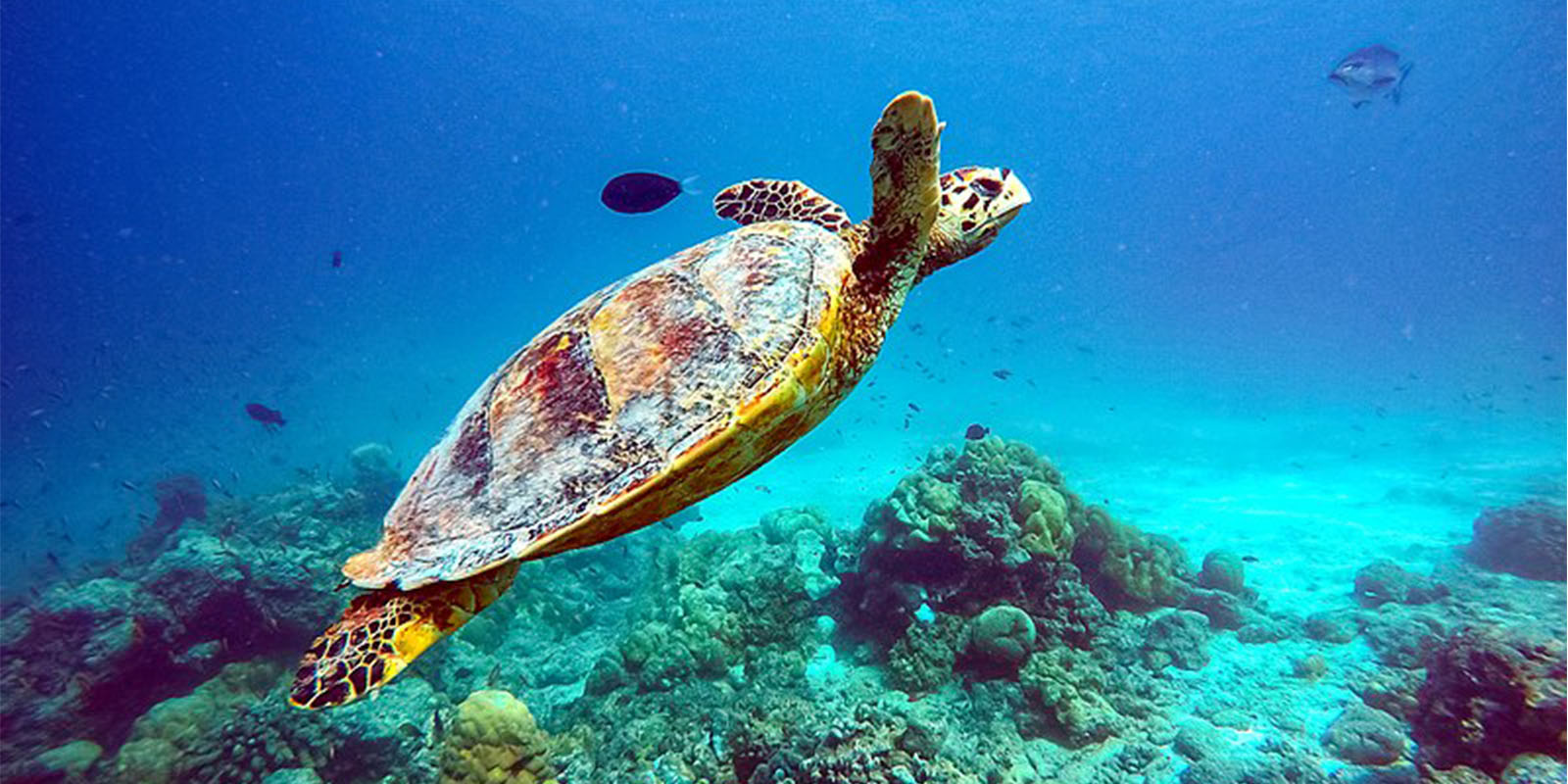 Malediven Urlaub: Meeresschildkröte schwimmt über Korallen vor der Küste der Malediven